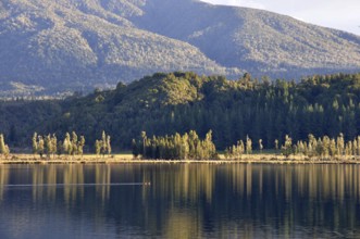 Pair of black swans, Cygnus atratus, on Lake Haupiri, West Coast, South Island, New Zealand