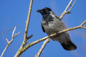 Hooded Crow