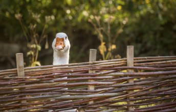Bird portrait with a white goose stretching its neck over the farm wattled fence