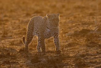 A leopard in the morning light runs through the savannah