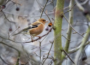Closeup of a male chaffinch bird sitting on an apple tree