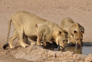 Lions drinking in the Kgalagadi Transfrontier Park, Kalahari Desert, South Africa