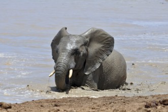 An African Elephant in the Addo Park, South Africa