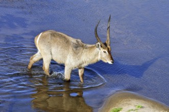 Male Waterbuck (Kobus ellipsiprymnus) in the Kruger National Park, South Africa