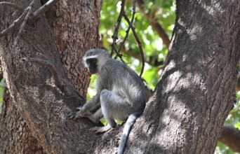 A vervet monkey in a tree in the Kruger National Park, South Africa