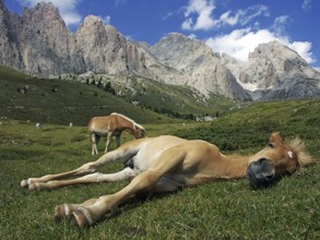 Sleeping Haflinger foal on the Seceda, Selva di Val Gardena, South Tyrol, Italy