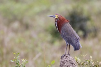 Close-up of a beautiful Rufuscent Tiger Heron standing on a termite mound, against natural