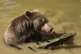Brown bear sitting in water next to tree stump, looking right