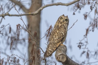 Short-eared Owl (Asio flameus) perched on a branch. Bas Rhin, Alsace, France