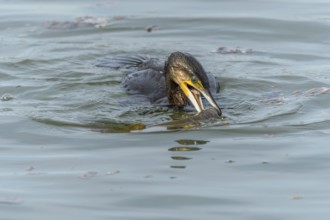 A large eel struggles to escape from a great cormorant (Phalacrocorax carbo)