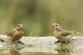 A pair of Red Crossbills (male and female) drinking water. A pair of Red Crossbills drinking water