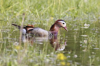 Male mandarin duck (Aix galericulata) swimming in a pond on a flooded meadow, Burghausen, Upper