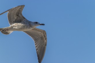 Common gull against a blue sky on a sunny day