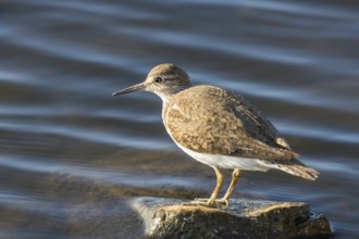 Common Sandpiper Water Bird (Actitis hypoleucos)