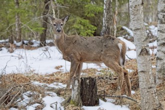 White tailed deer (odocoileus virginianus) standing in forest on a cloudy spring day, Porkkala,