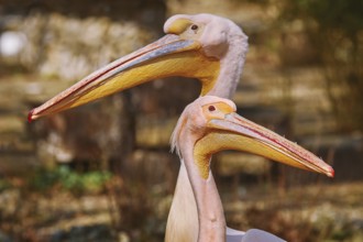 Portrait of Two Pink Pelicans Varna, Bulgaria