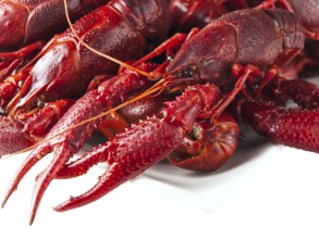 Red boiled crawfishes over the white background