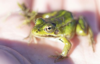 A small green frog resting on a person's hand in sunlight