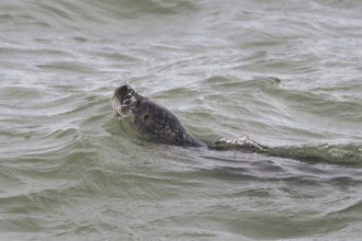 Harbour seal (Phoca vitulina) at the Dutch North Sea, Brouwersdam, province of South Holland,