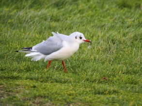 Black-headed gull (Chroicocephalus ridibundus), Brouwersdam, province of South Holland, Netherlands
