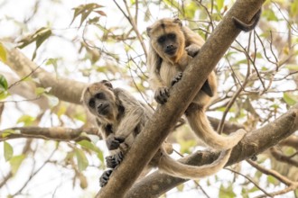 Black howler (Alouatta), juvenile, Pantanal, inland, wetland, UNESCO Biosphere Reserve, World