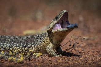 Blue-tongued skink or shingle-backed skink, also known as pine cone lizard (Tiliqua rugosa),