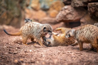 Several meerkat (Suricata suricatta) on sandy ground, two are in a lively interaction, Eisenberg,
