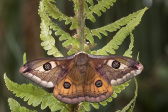 Small emperor moth, male, Saturnia pavonia, small emperor moth, male