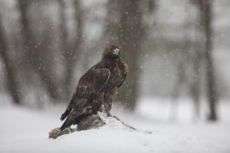Golden eagle, Aquila chrysaetos, golden eagle