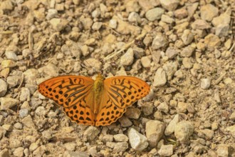 Emperor Cloak (Argynnis paphia) on stone ground