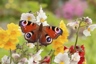 Peacock butterfly