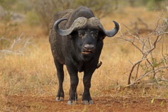 African buffalo