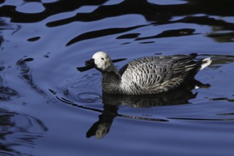 Emperor goose