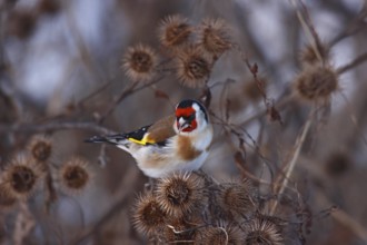Goldfinch, Carduelis carduelis, European goldfinch
