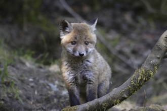 Red fox, Vulpes vulpes, red fox