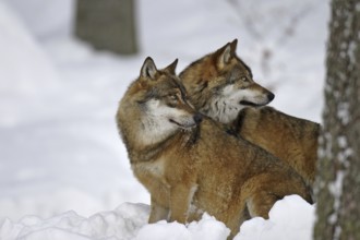 Wolf, Canis lupus, gray wolf