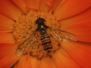 Hoverfly drinking nectar on a marigold