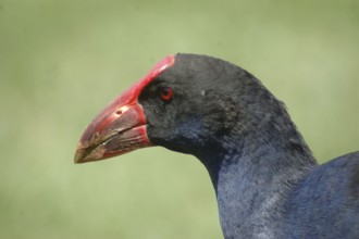 Portrait of Pukeko or purple swamphen, Porphyrio porphyrio