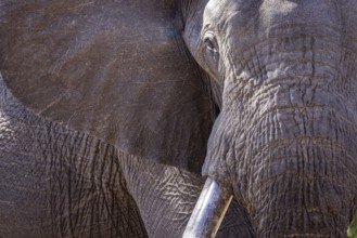 African elephant (Loxodonta africana) portrait, detail, close-up, Manyeleti Game Reserve, South