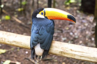 Toucan on the branch in tropical forest of Brazil