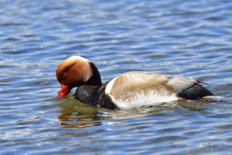 Male Red-crested Pochard in a lake. Male Redcrested Pochard