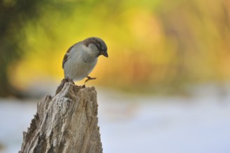 Haussperling, Passer domesticus, House sparrow