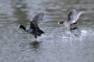 Eurasian Coot fighting for territory, Black Coot, Fulica atra, Eurasian Coot