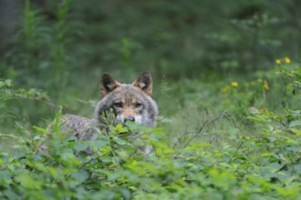 Wolf, Canis lupus, European grey wolf