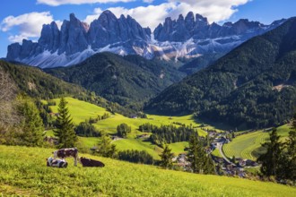 Lovely sunny day in Naturpark Puez-Odle. Val de Funes valley, Dolomites. Farm cows resting in the