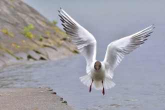 Black headed gull in flight. Lachmoewe am Ammersee