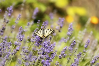 Butterfly on lavender flower background with beautiful purple colors. Close-up