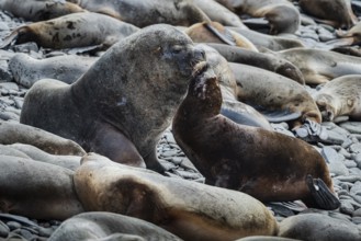 Maned seals (Otaria flavescens) showing readiness to mate, Bleaker Island, Falkland Islands, Great