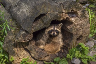 Funny image with a cute raccoon in a hollow stump. Picture taken in the WIld Park from Pforzheim,