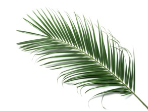 Palm leaves isolated on white background. Tropical palm leaves top view or flat lay. Copy space for